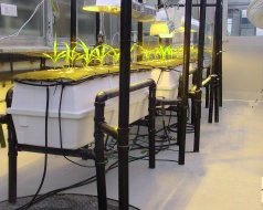 Aeroponic System  GS-V 3-pak